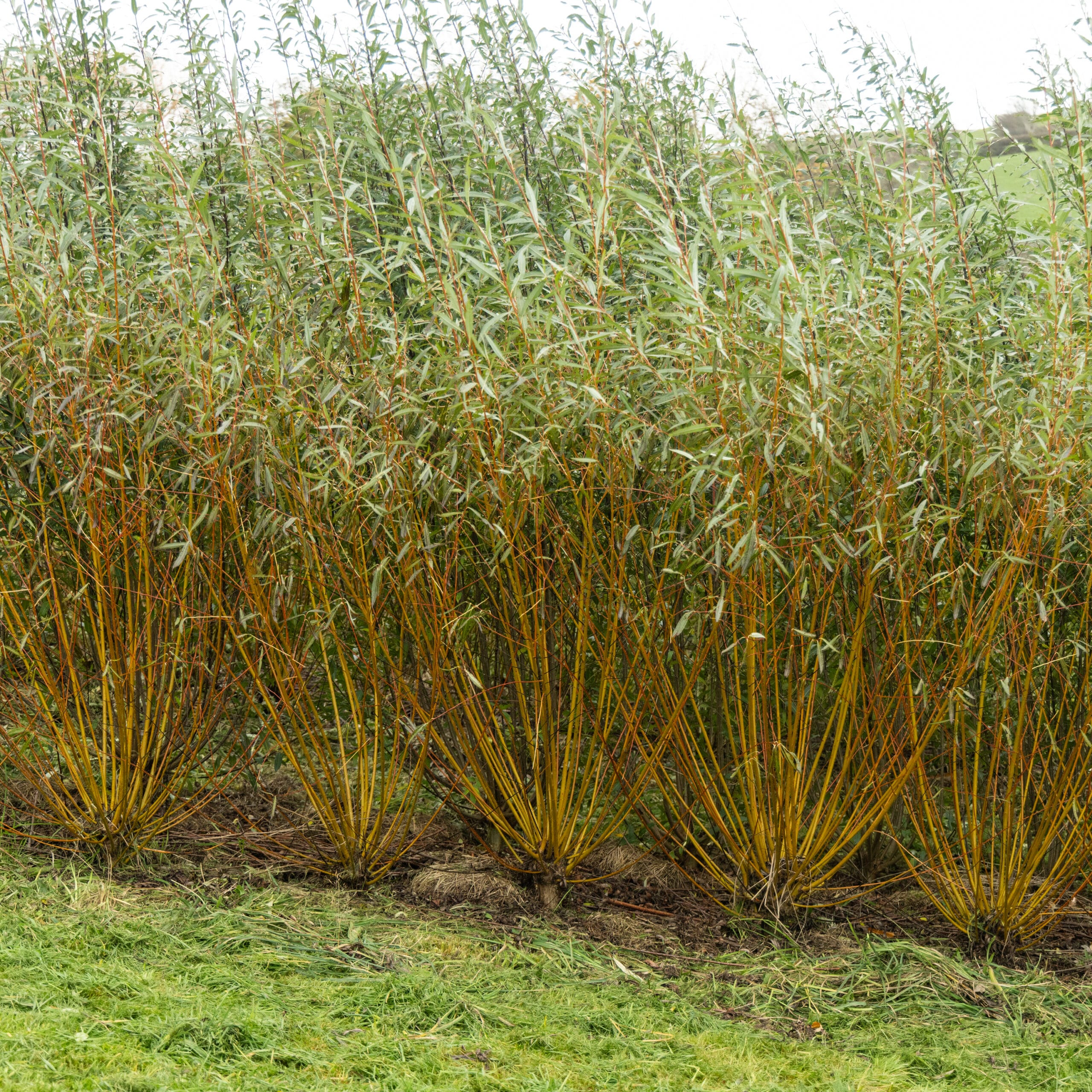 Osier Willow Cuttings - Image 2