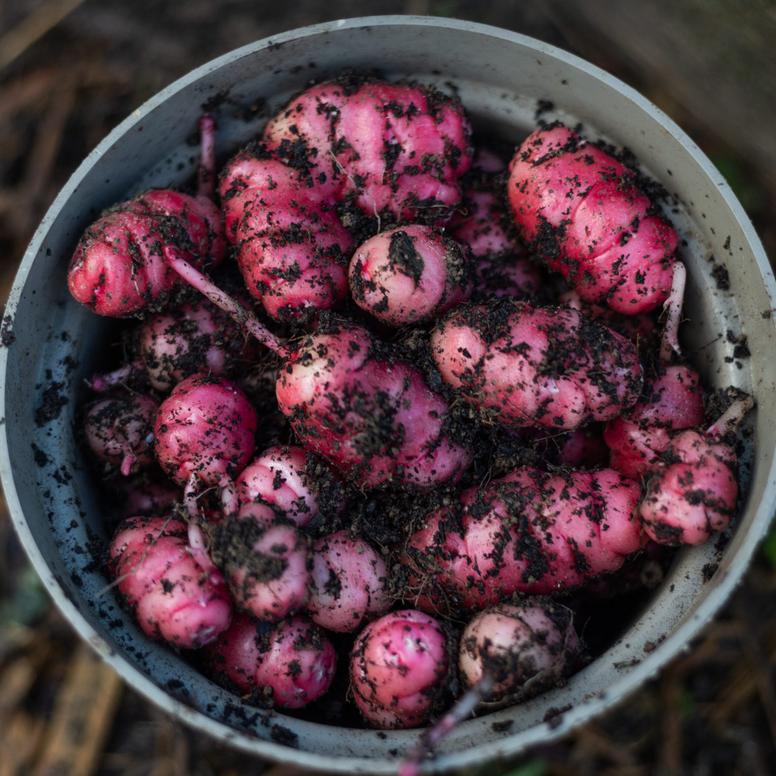 Rare Edible Tuber Bundle - Image 14