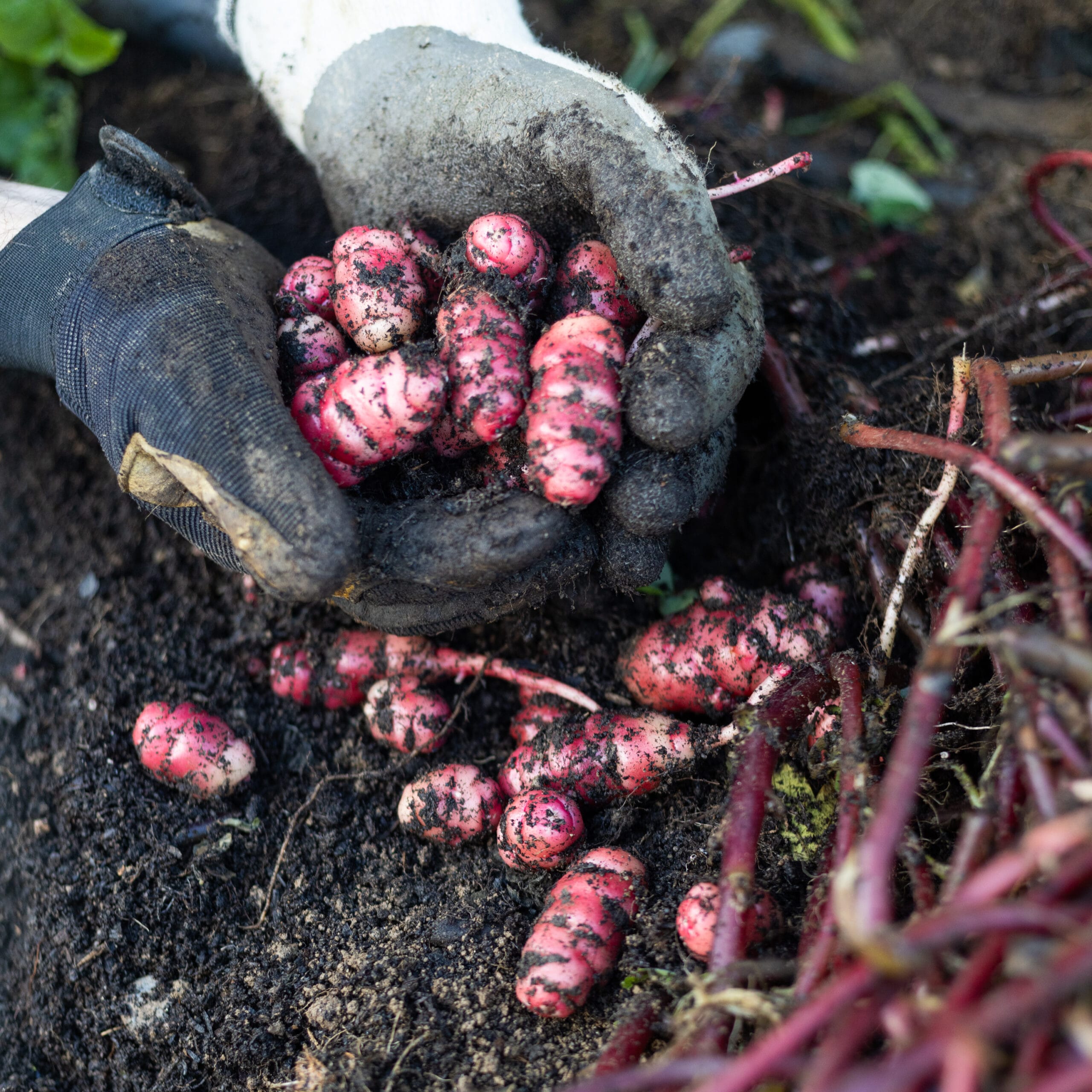 Rare Edible Tuber Bundle - Image 13
