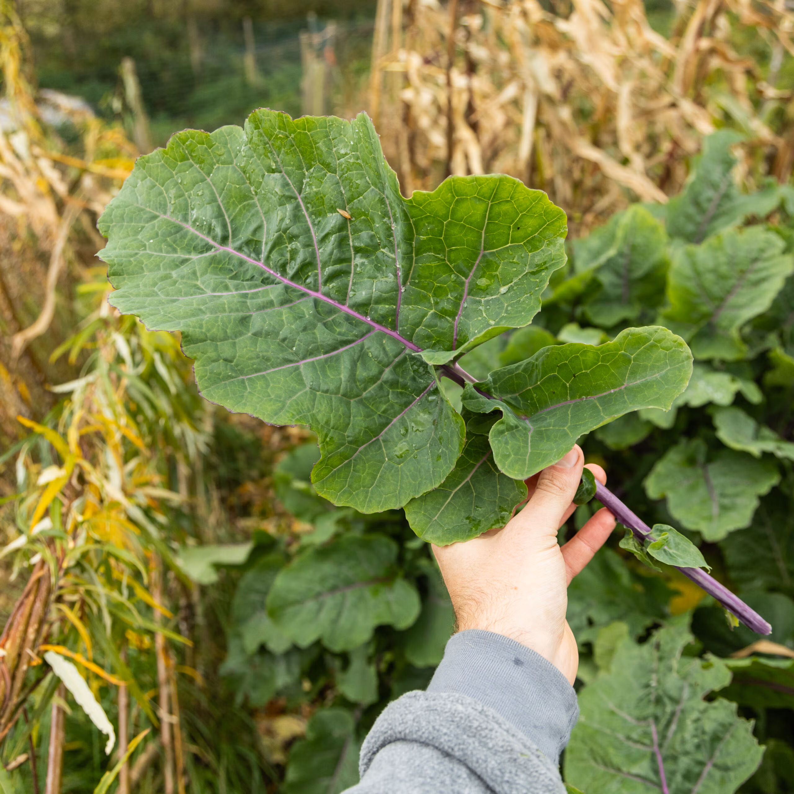 Keeper Perennial Kale (Evergreen & Productive) - Image 3
