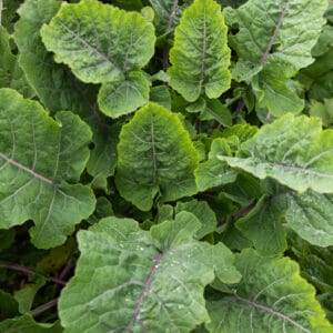 3x Keeper Perennial Kale PRE-ORDER