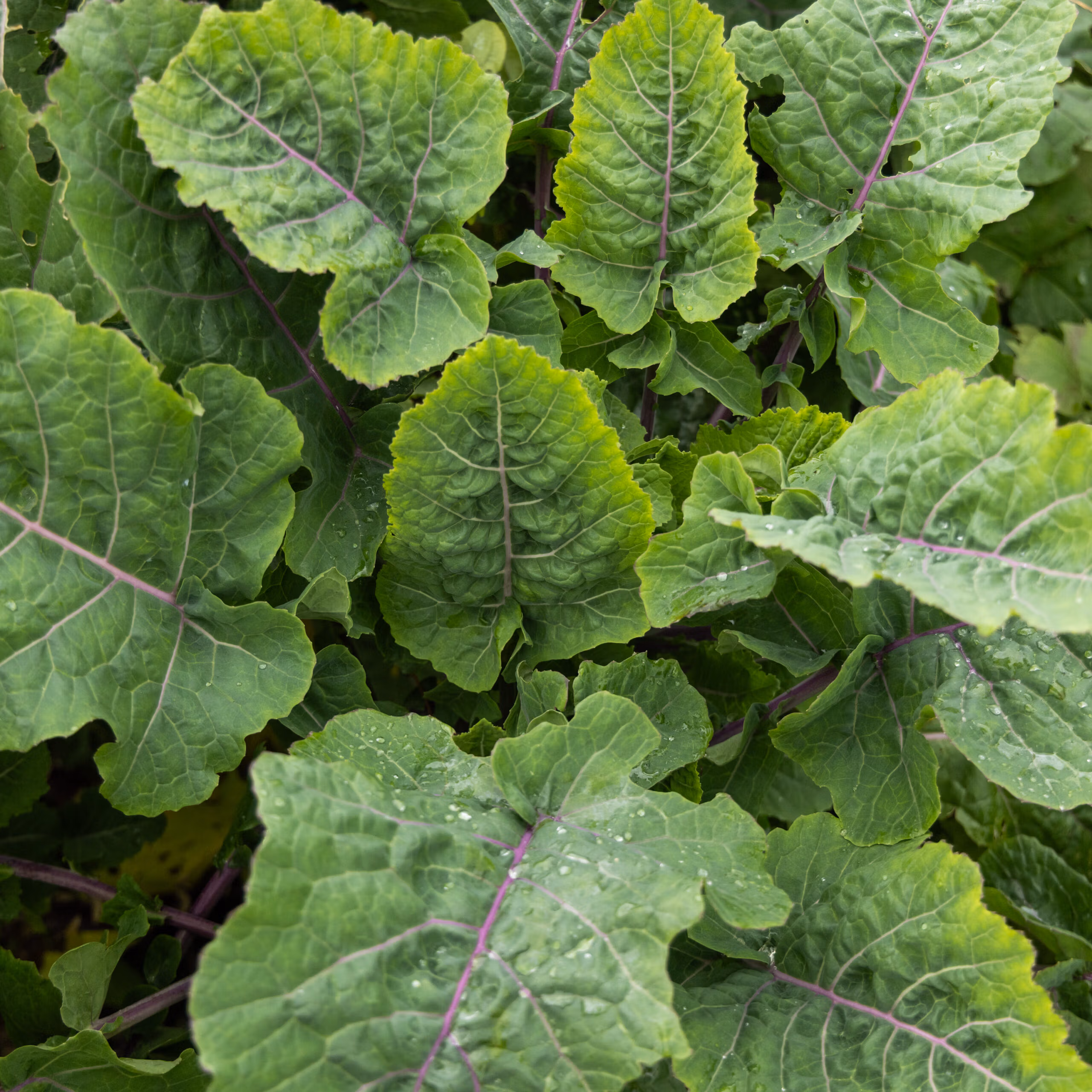 Keeper Perennial Kale (Evergreen & Productive)