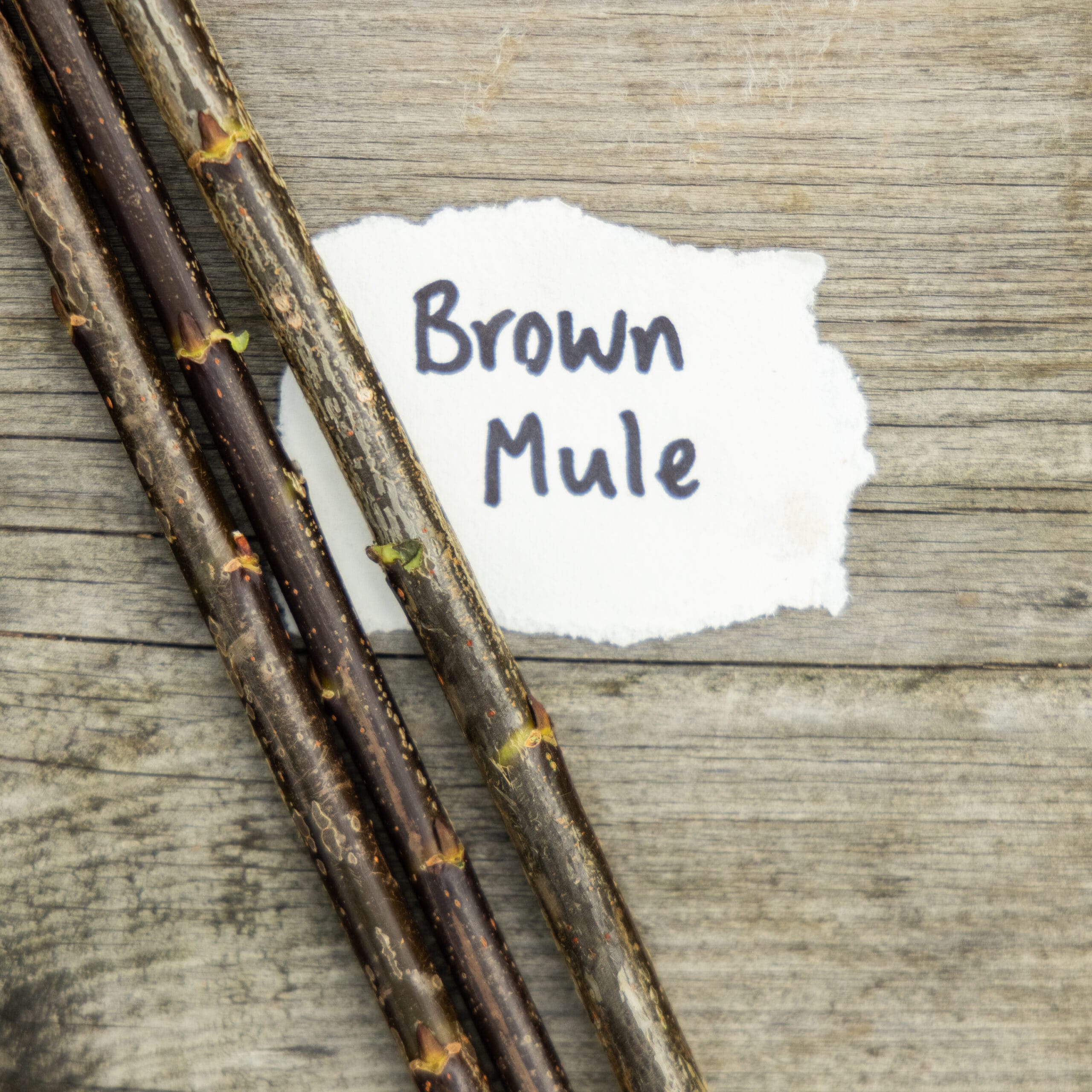 Brown Mule Willow Cuttings