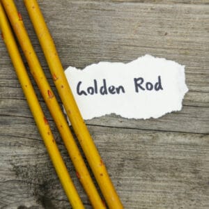 Golden Rod Willow Cuttings