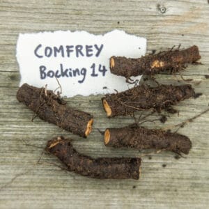 Bocking 14 Comfrey X 5 Root Cuttings