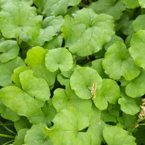 Mountain Sorrel (Ornamental Edible)