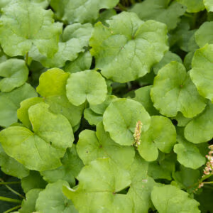 Mountain Sorrel (Ornamental Edible)