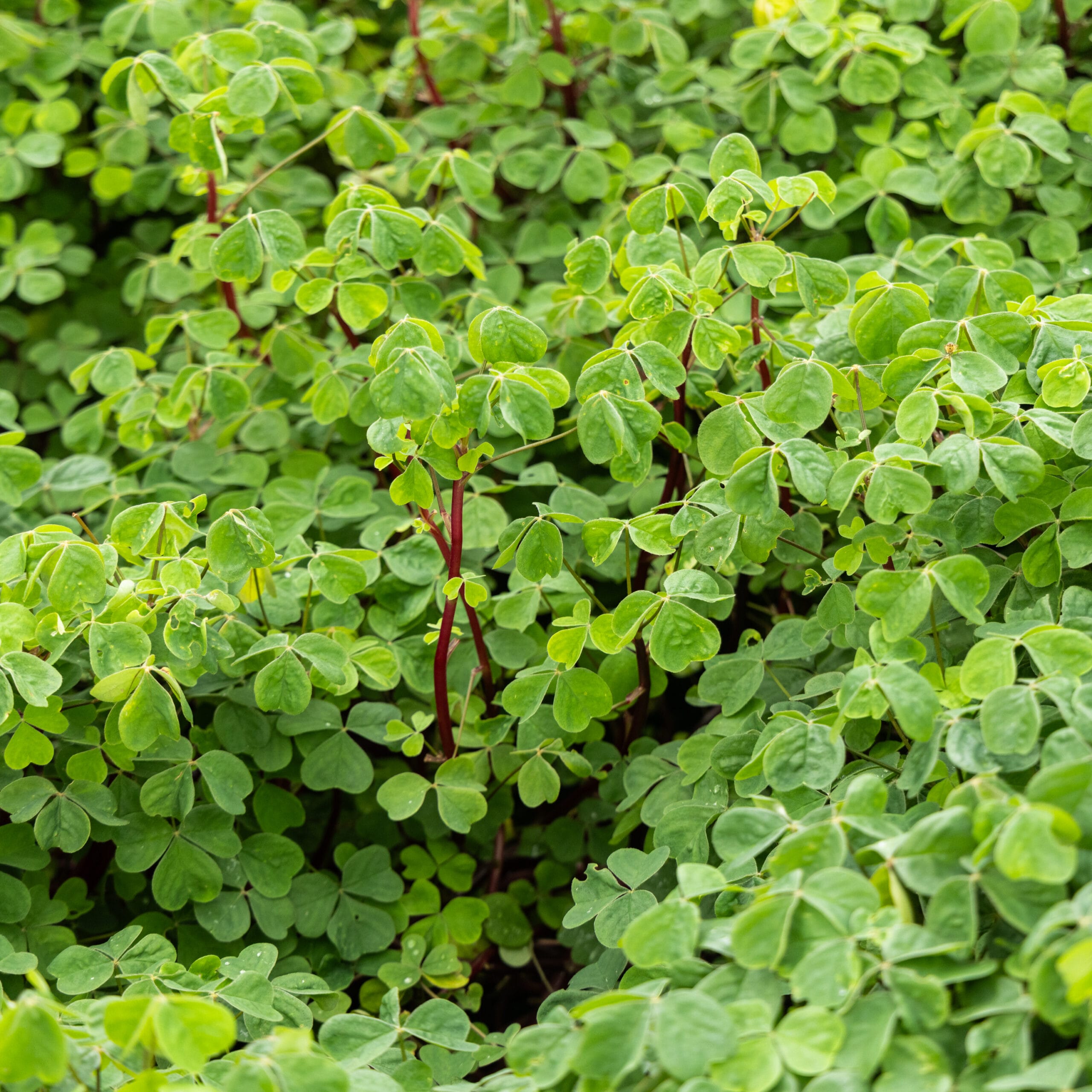 Rare Edible Tuber Bundle - Image 15