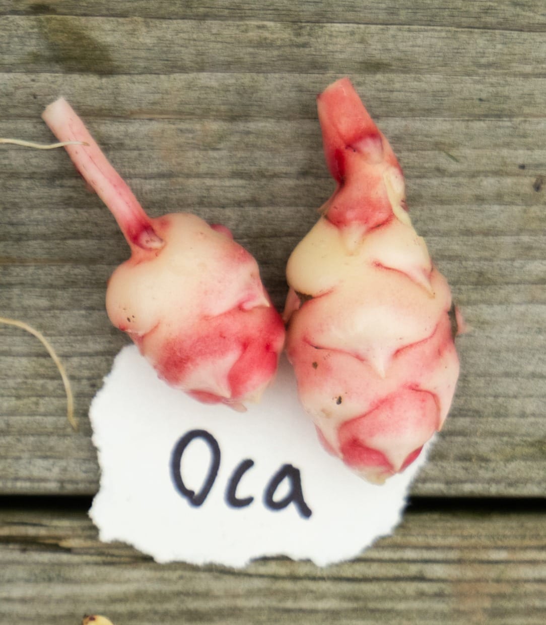 Rare Edible Tuber Bundle - Image 11