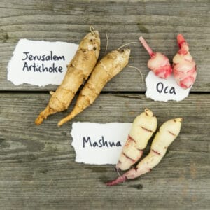 Rare Edible Tuber Bundle