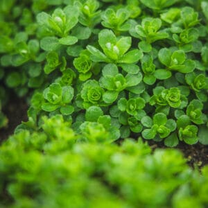 Sedum Kamtschaticum (Edible Leaves)