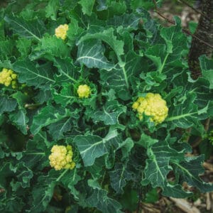9 Star Perennial Broccoli