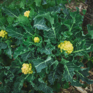 9 Star Perennial Broccoli
