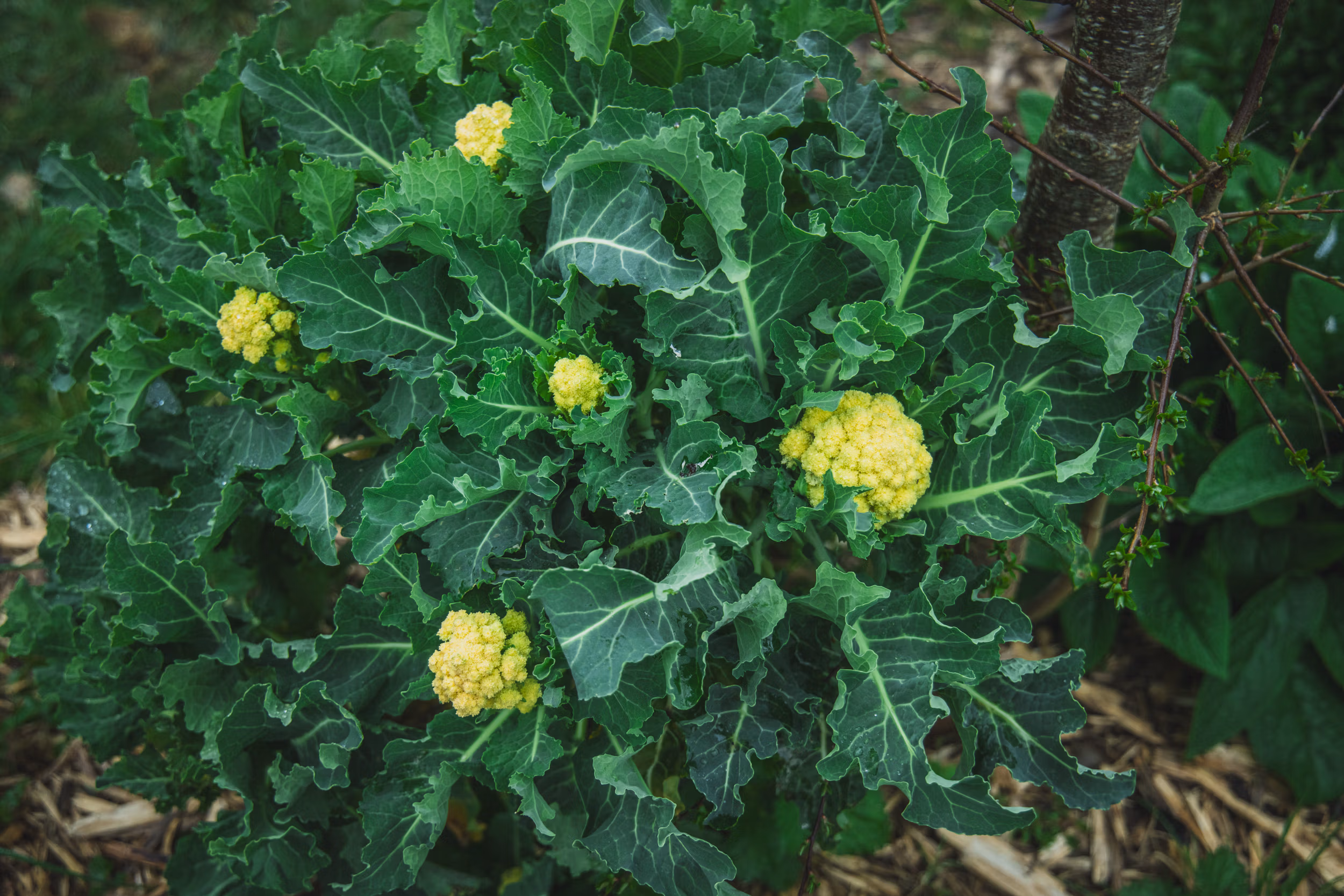 9 Star Perennial Broccoli