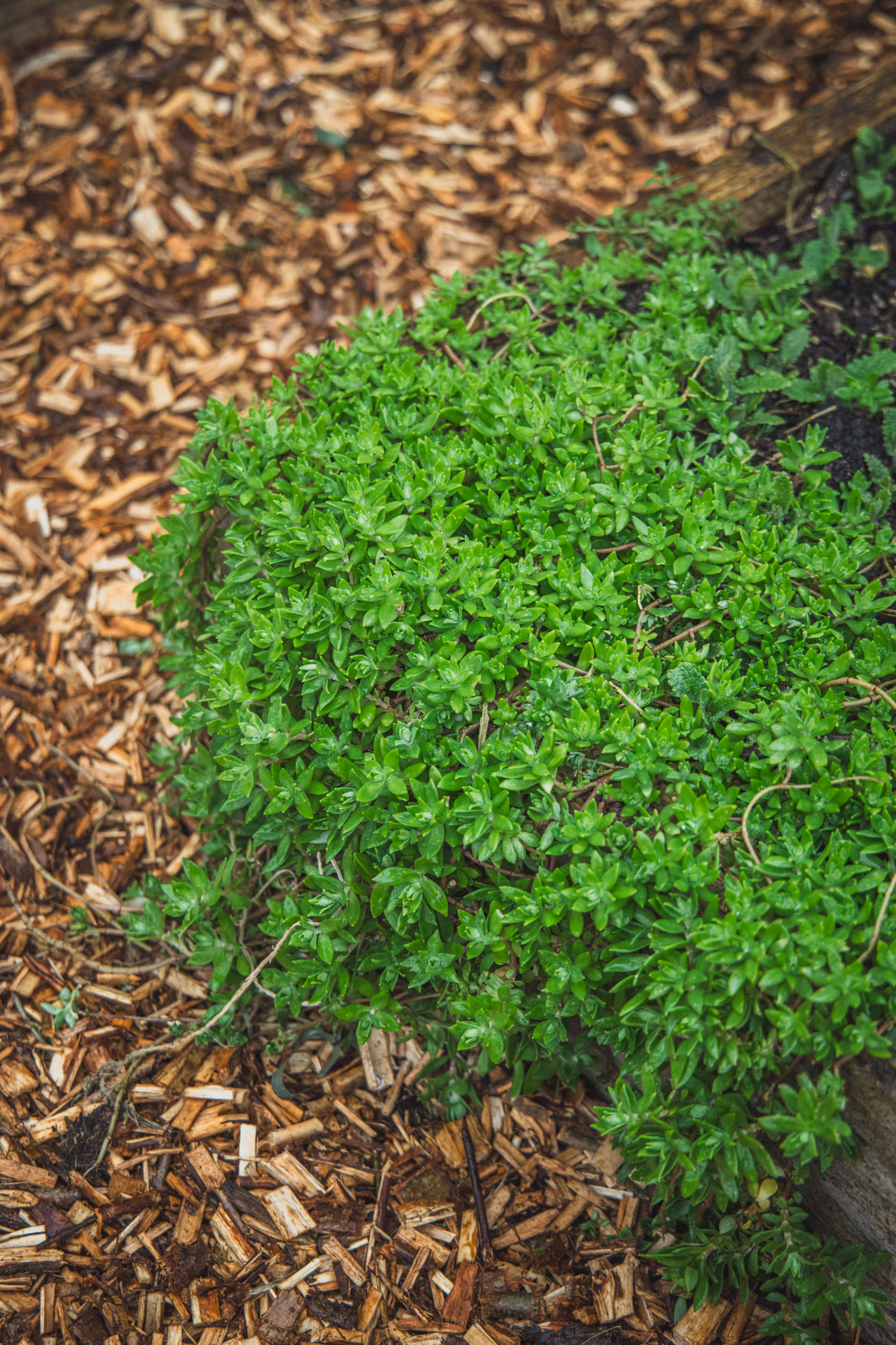 Sedum sarmentosum / Dol-Namul (Edible Perennial) - Image 2