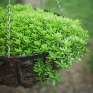 Sedum sarmentosum / Dol-Namul (Edible Perennial)