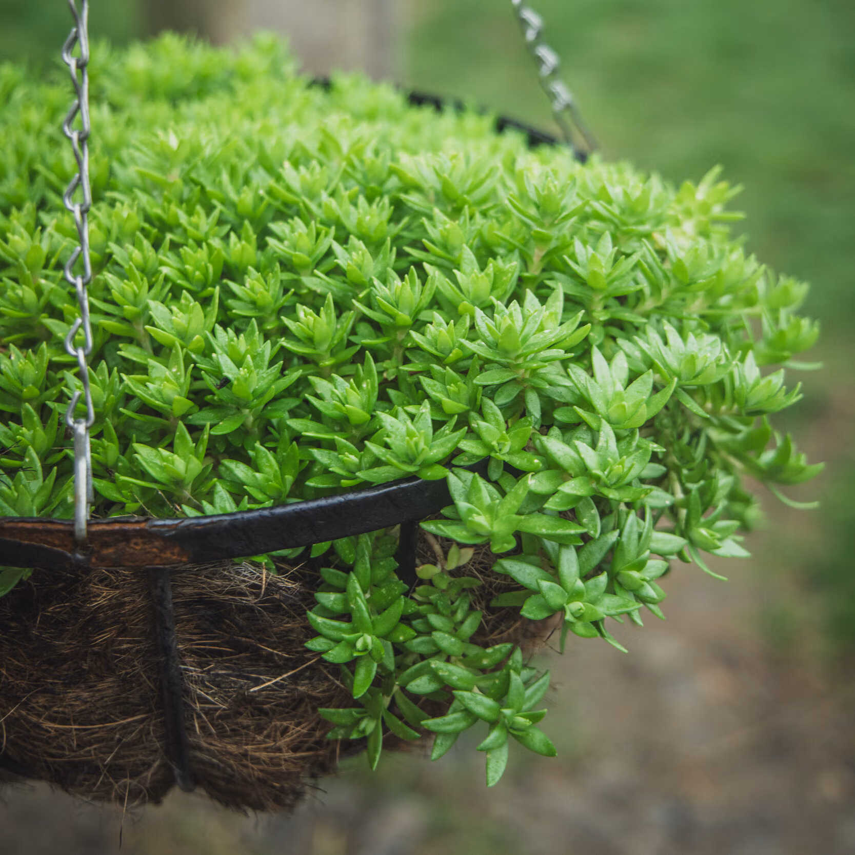 Sedum sarmentosum / Dol-Namul (Edible Perennial)