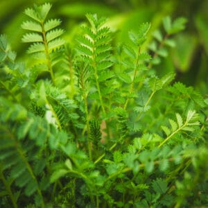 Salad Burnet (Cucumber-Flavoured Salad Leaves)