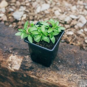 Pennyroyal