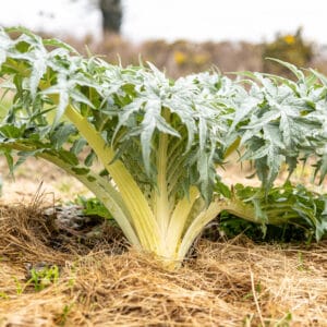 Cardoon 'Bianco Avorio' | Mediterranean Vegetable