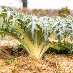 Cardoon 'Bianco Avorio' | Mediterranean Vegetable
