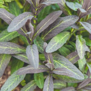 Garlic Cress (Edible Groundcover)