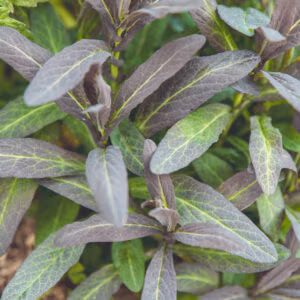 Garlic Cress (Edible Groundcover)
