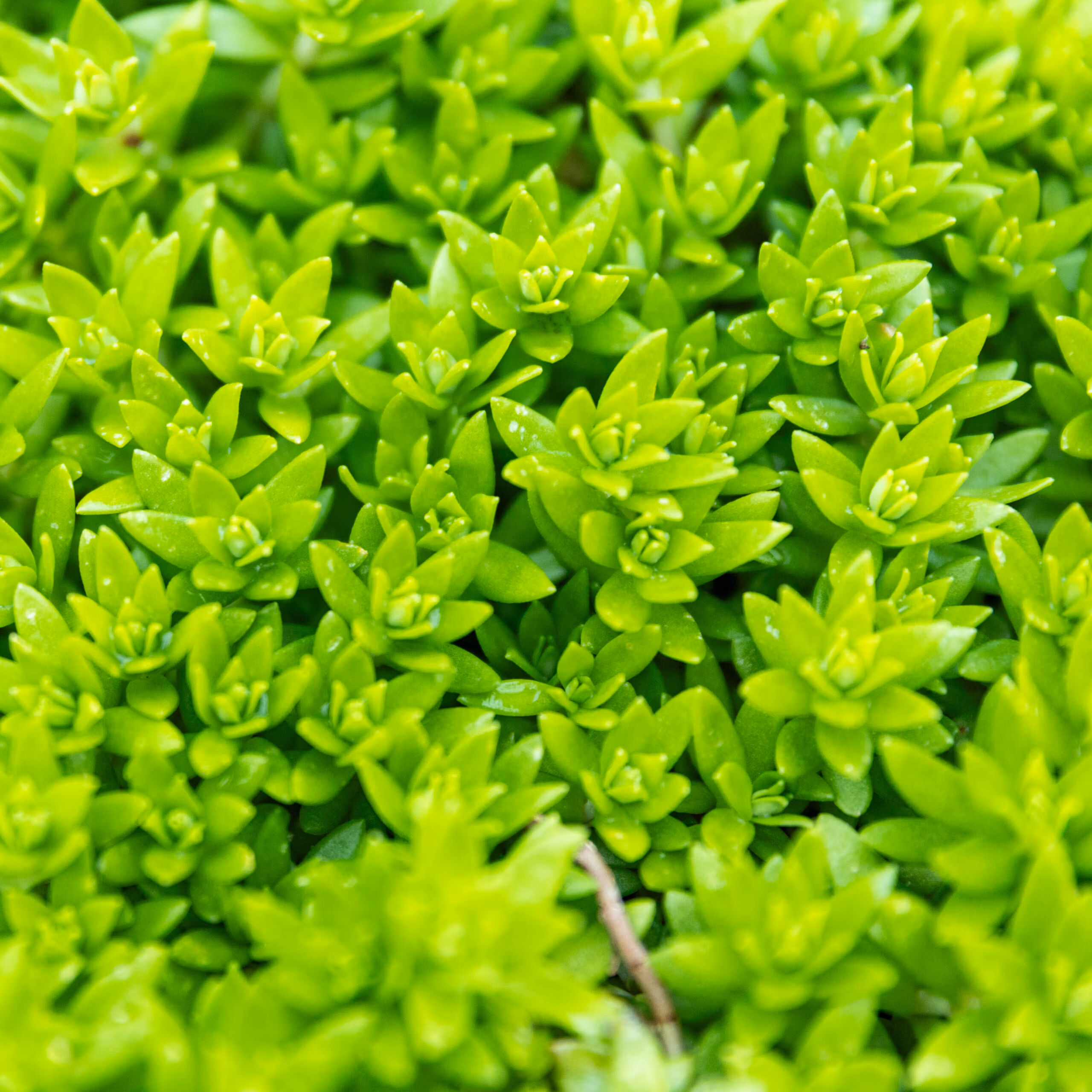 Sedum sarmentosum / Dol-Namul (Edible Perennial) - Image 3
