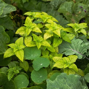Bulbous Nettle (Japanese Wild Vegetable)