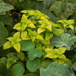 Bulbous Nettle (Japanese Wild Vegetable)