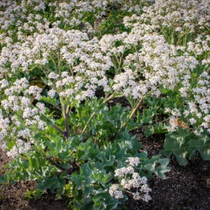 Sea Kale 'Lily White'