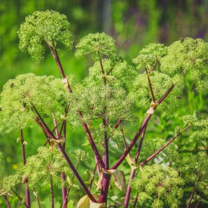Angelica