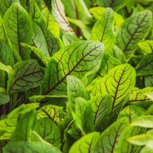 Red-Veined Sorrel (Edimental Perennial)