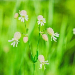Stridolo (Italian Perennial Herb/Salad Green)