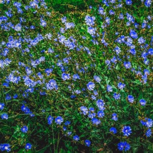 Wild Chicory (Edible leaves, flowers, and roots)