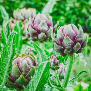 Globe Artichoke 'Violet de Provence' (Purple-Tinged Edible Buds)