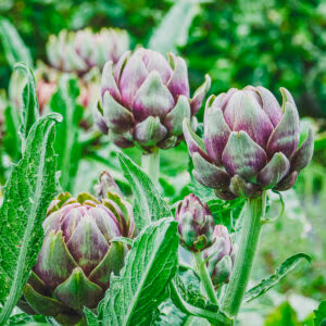 Globe Artichoke 'Violet de Provence' (Purple-Tinged Edible Buds)