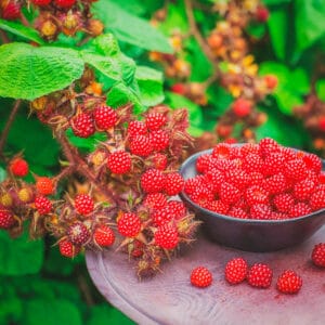 Japanese Wineberry (Sweet Jewel-like berries)