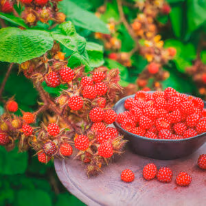 Japanese Wineberry (Sweet Jewel-like berries)