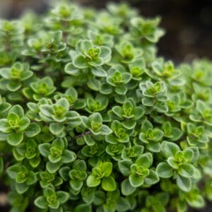 Lemon Thyme