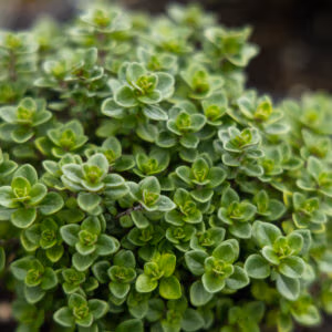 Lemon Thyme