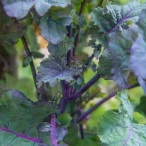 Purple Tree Collard (Perennial Brassica)