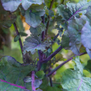 Purple Tree Collard (Perennial Brassica)