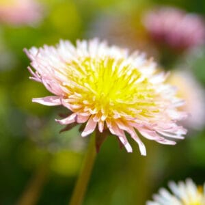 Pink Dandelion (Taraxacum pseudoroseum) (pink and yellow bi-coloured blooms)