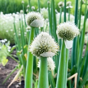 Welsh Onion (Perennial spring onion alternative)