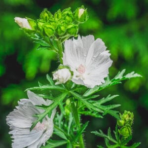 White Musk Mallow (White edible flowers)