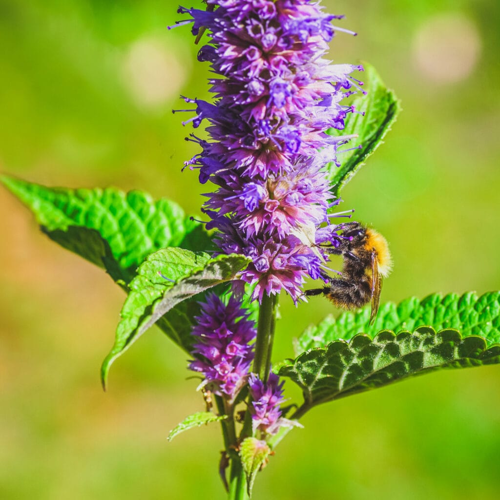Anise Hyssop (Sweet edible leaves and flowers)