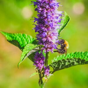 Anise Hyssop (Sweet edible leaves and flowers)
