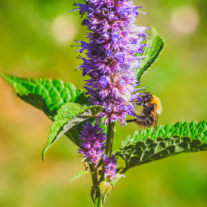 Anise Hyssop (Sweet edible leaves and flowers)