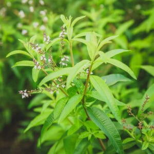 Lemon Verbena (Lemon sherbet scented leaves)